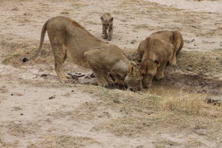 Ambeseli National Park Kenya