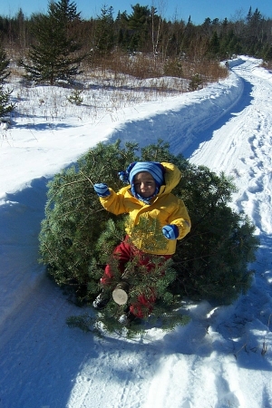 Ashton 2003 xmas tree hunt