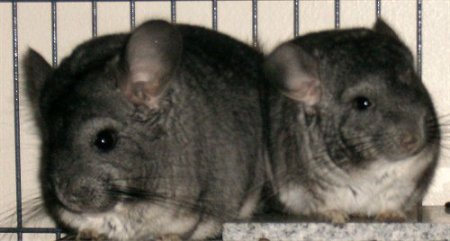 Chinchillas