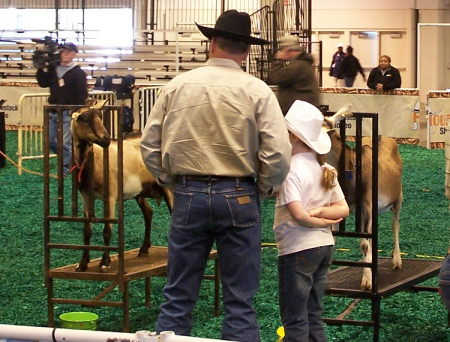 Ready for Goat Milking at Rodeo Houston