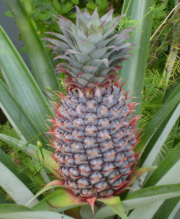 regular pineapple.8 019