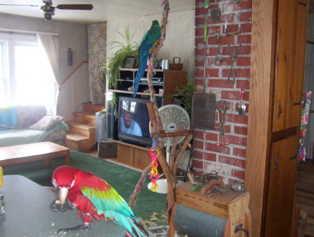 Two of our MaCaws
