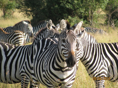 Zebra on Masai Mara