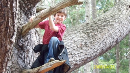 james in a very big tree