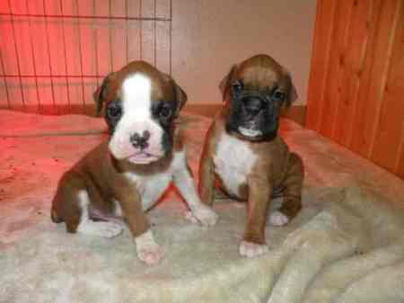 our grand baby boxer and her brother on the le