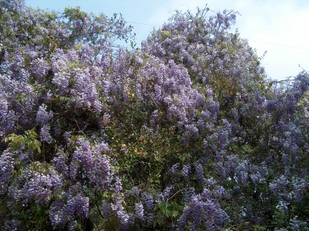 westeria in bloom