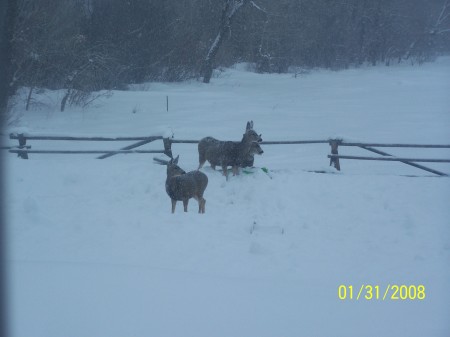 Deer in my backyard last winter, here in Utah