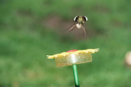 Humming bird in backyard