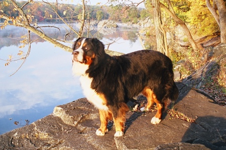 Erin, Bernese Mountain Dog