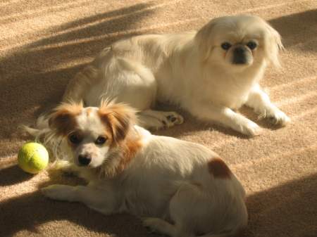 My Dogs Snowball & Cody