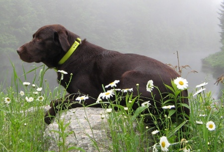 Daisies