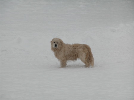 Great Pyrenees Lassen