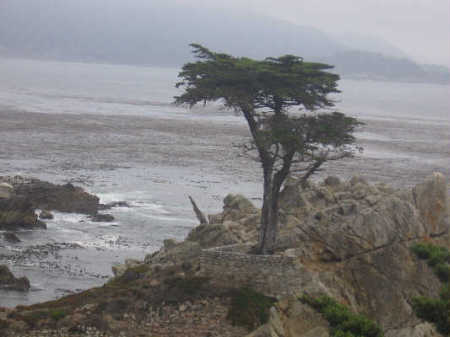 Lone Cypress, Monterey's "17 Mile Drive"