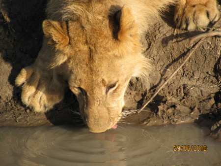 Time for a drink after that wildebeast!