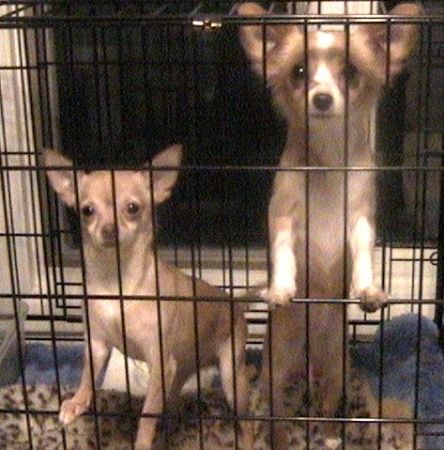 My Foster dogs from Hurricane Katrina