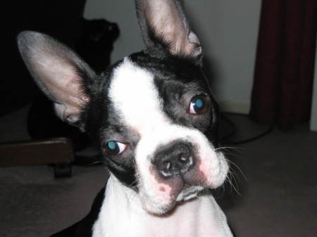 Cora My Boston Terrier