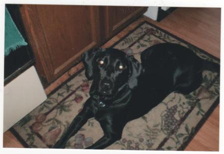 My Black Lab Lily (Winter '08)