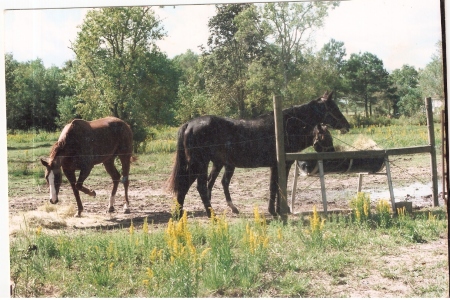 Nothing rides better than a ThouBred.