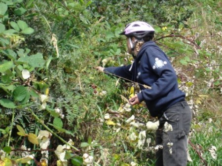 picking blackberries