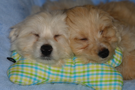 Puppy Twins