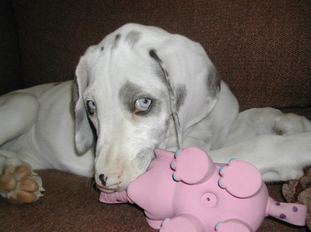 Loki 2.5 months Great Dane