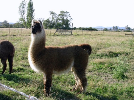 one of our llamas