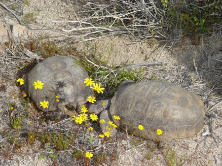 Love on the Mojave