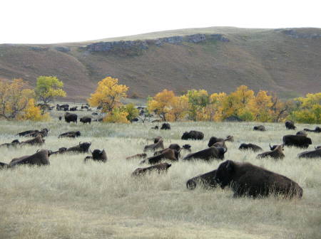 The Whole herd in South Dakota