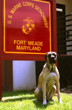 Official Marine Detachment Mascott Photo