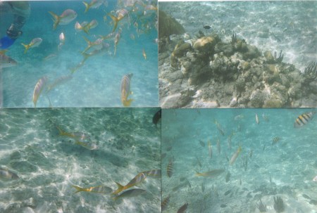 Snorkeling in Mexico