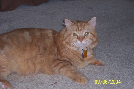 my big orange furry kitty, harris