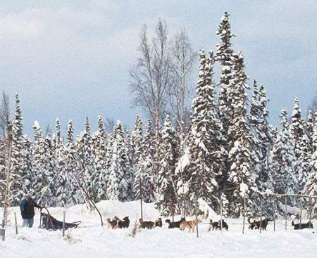 Dog Mushing in Alaska