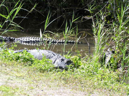 Everglades - Alligators