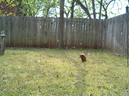 Allie Chasing Bubbles