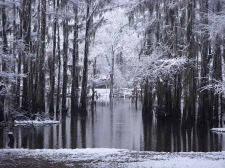 Caddo Lake in Winter