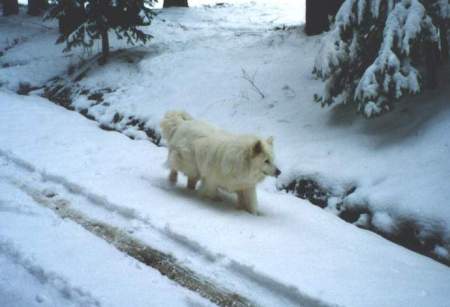 Teddy in the Snow