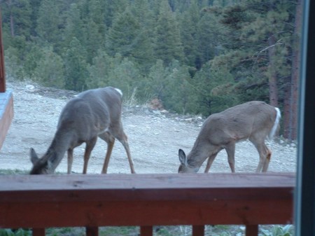 Two for lunch at the house