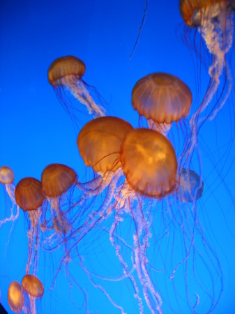 jellies