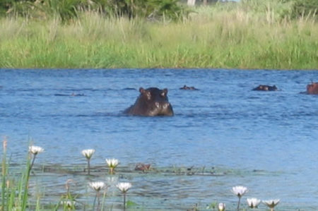 Botswana 2005 hippo