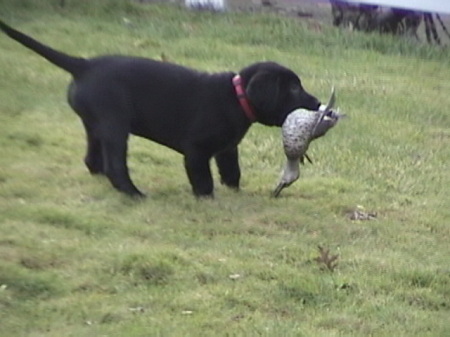 Deuce's first retrieve