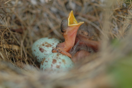 mocking bird 1