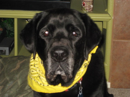 So handsome in yellow!