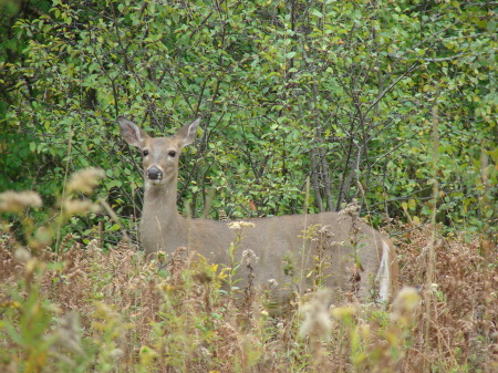 Deer  running free in Michigan