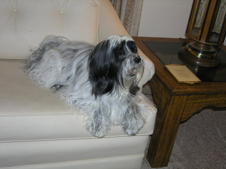 Our Tibetan Terrier, Sasha