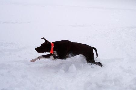 My Dog Shania Feb. 06' Snow Storm