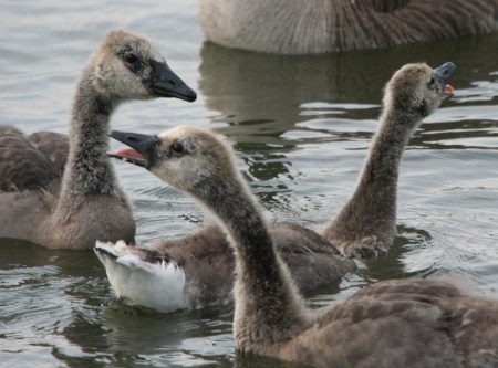 Baby geese