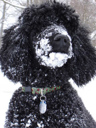 My puffy two-year-old poodle in the snow