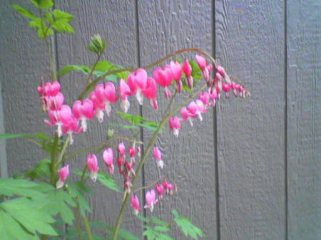 Bleeding Hearts!