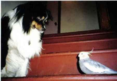 My dog Pepper and old birg Molly