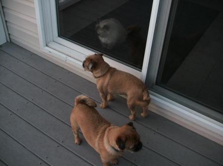 buddy, elli, and sophie